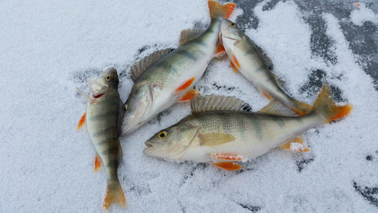 perch on ice
