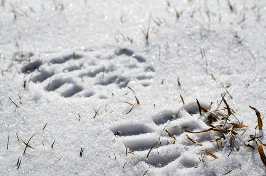 Keep feet dry and warm in the snow