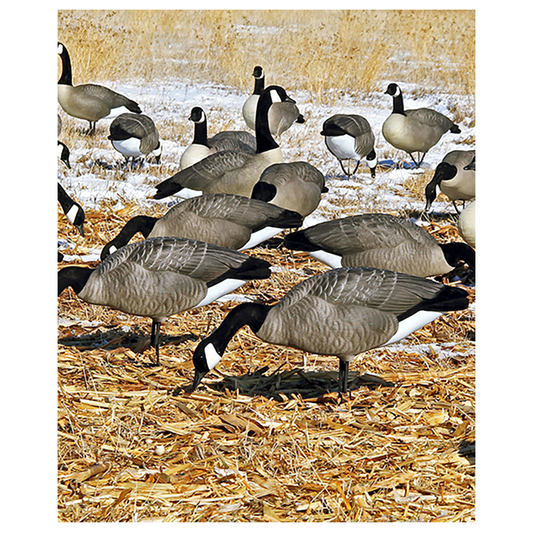 DOA Goose Feeder Pack Decoys