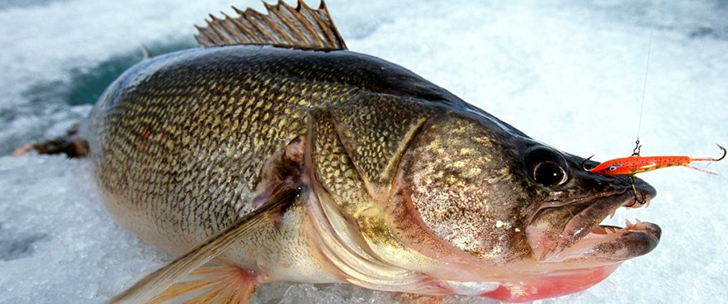 Banner for Ice Fishing - Tackle & Jigs collection