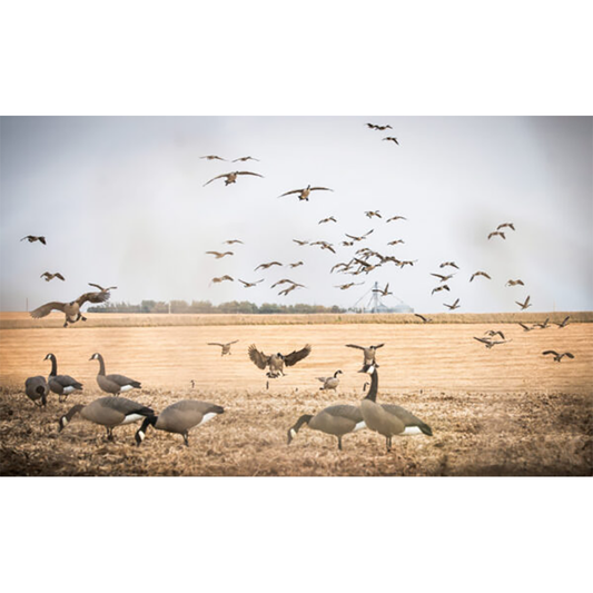 DOA Goose Feeder Pack Decoys